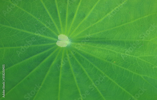 Billede på lærred Beautiful pattern of a vibrant green lotus leaf surface