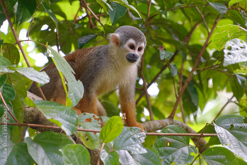 Squirrel Monkey (Saimiri sciureus) in Cuyabeno Wildlife Reserve (Amazonia, Ecuador) Squirrel Monkey (Saimiri sciureus) in Cuyabeno Wildlife Reserve (Amazonia, Ecuador)
