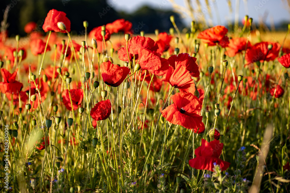 Obraz premium sehr viel Mohn