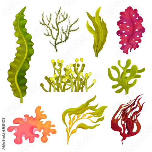 Seaweeds or Plants and Aquatic Marine Algae Vector Set
