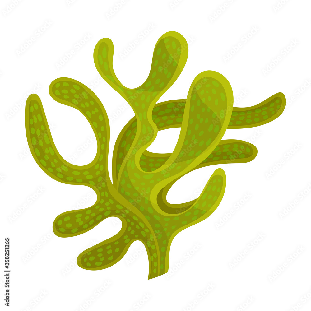 Green Seaweed as Multicellular Marine Algae Vector Illustration Green Seaweed as Multicellular Marine Algae Vector Illustration