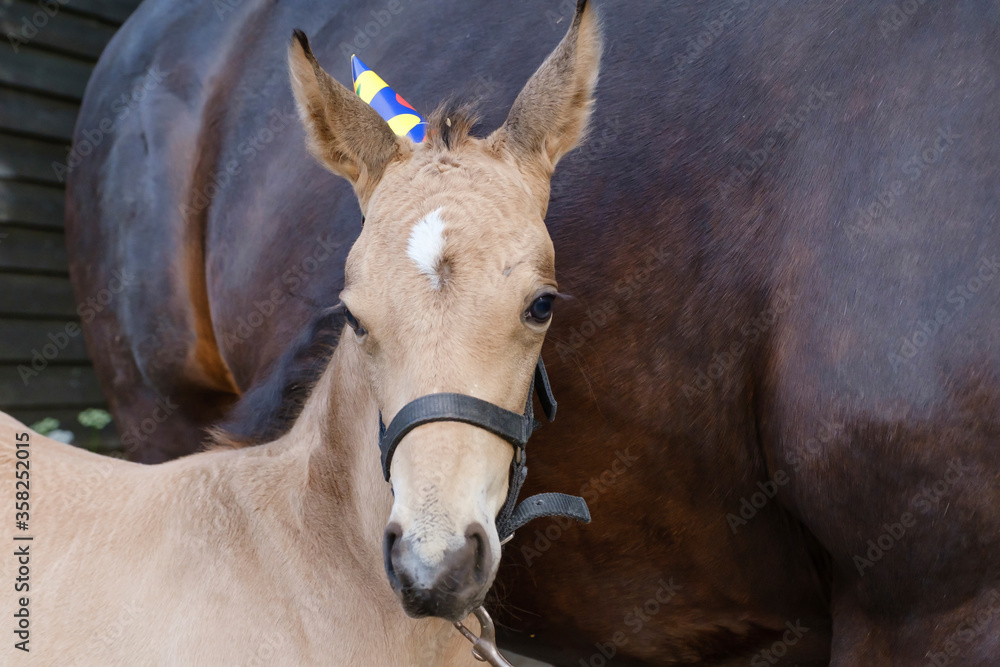 Fototapeta premium A yellow foal against a brown mare with a hat on the head. Background for greeting card, congratulations, invitations