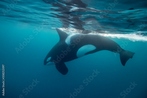 Large male orca diving, Northern Norway.