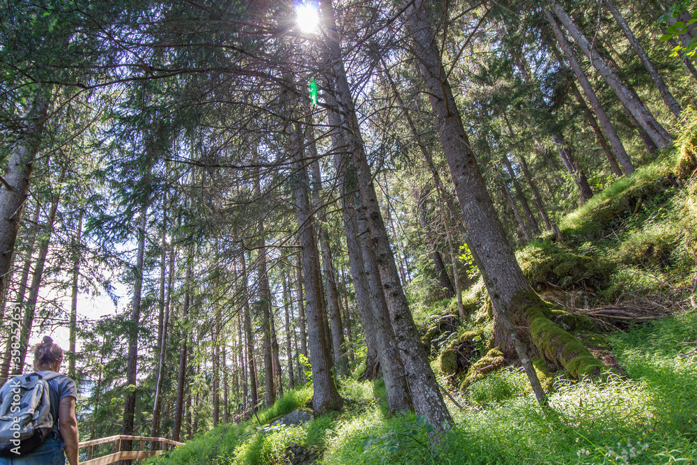 Obraz premium Randonnée d'une femme en foret après le confinement