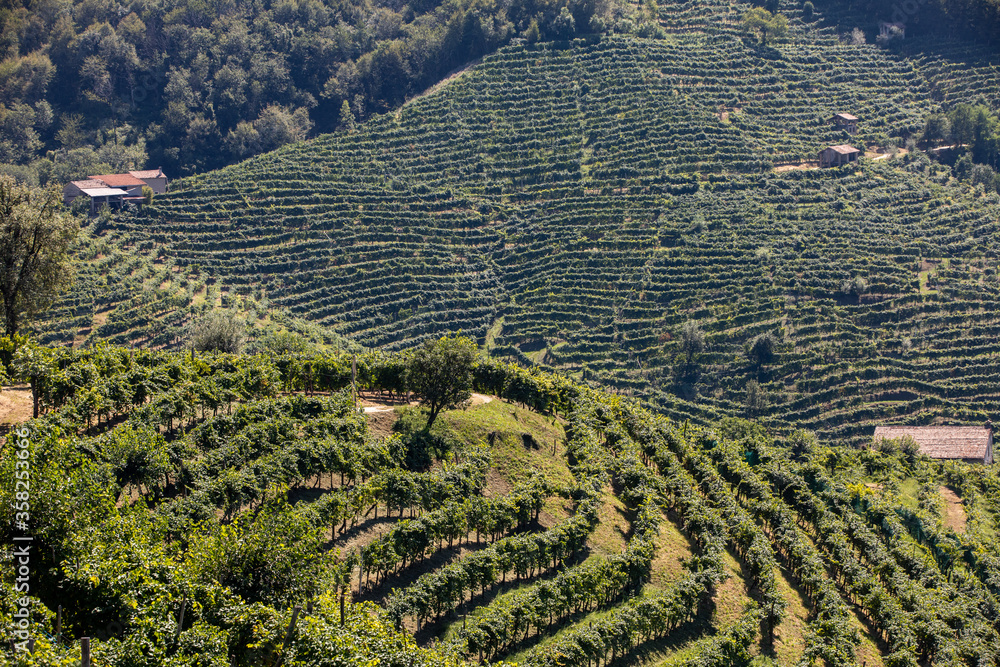 Picturesque hills with vineyards of the Prosecco sparkling wine region between Valdobbiadene and Conegliano; Italy.
