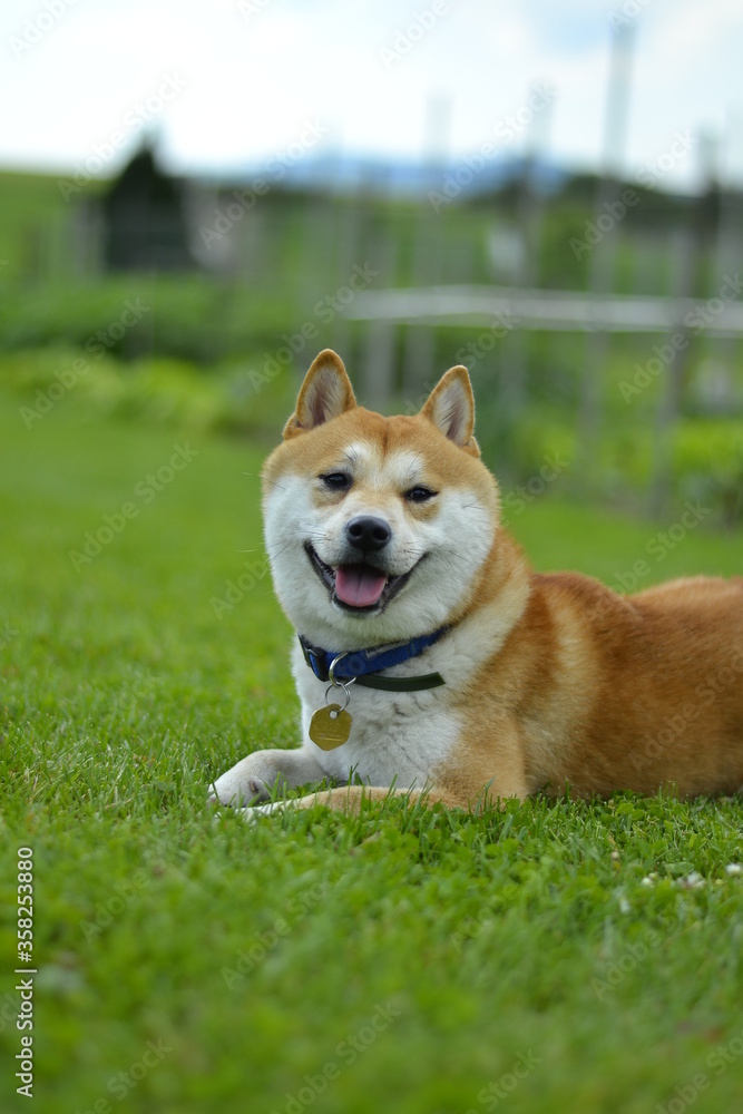 shiba inu dog smiling shiba inu dog smiling