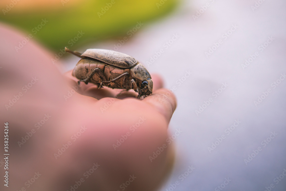 Close up photo of dead beetle lying on an unidentified person's hand Close up photo of dead beetle lying on an unidentified person's hand