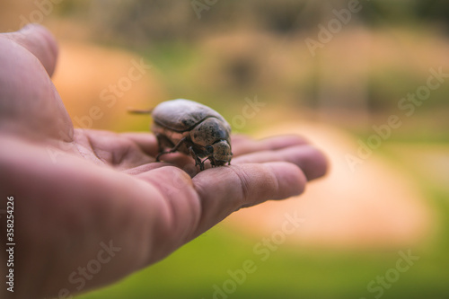 Close up photo of dead beetle lying on an unidentified person's hand