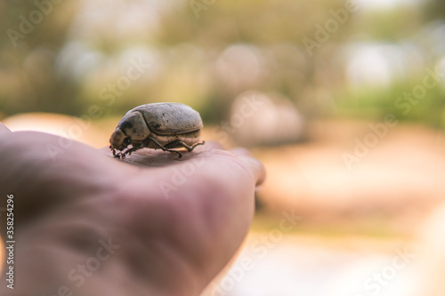 Close up photo of dead beetle lying on an unidentified person's hand