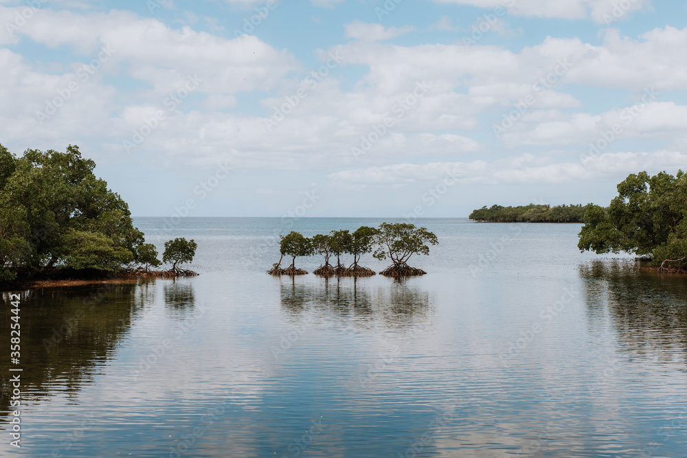 mangroves on the coast of the philippines