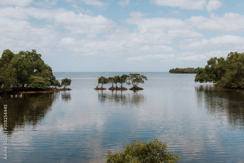 Fototapeta premium mangroves on the coast of the philippines