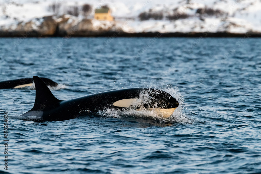 Fototapeta premium Killer whale breaks the surface, northern Norway.