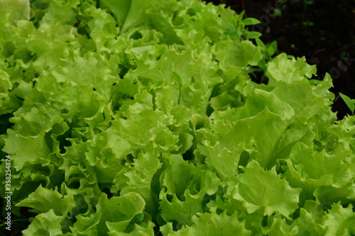 Green large whole lettuce leaves close-up © Olga