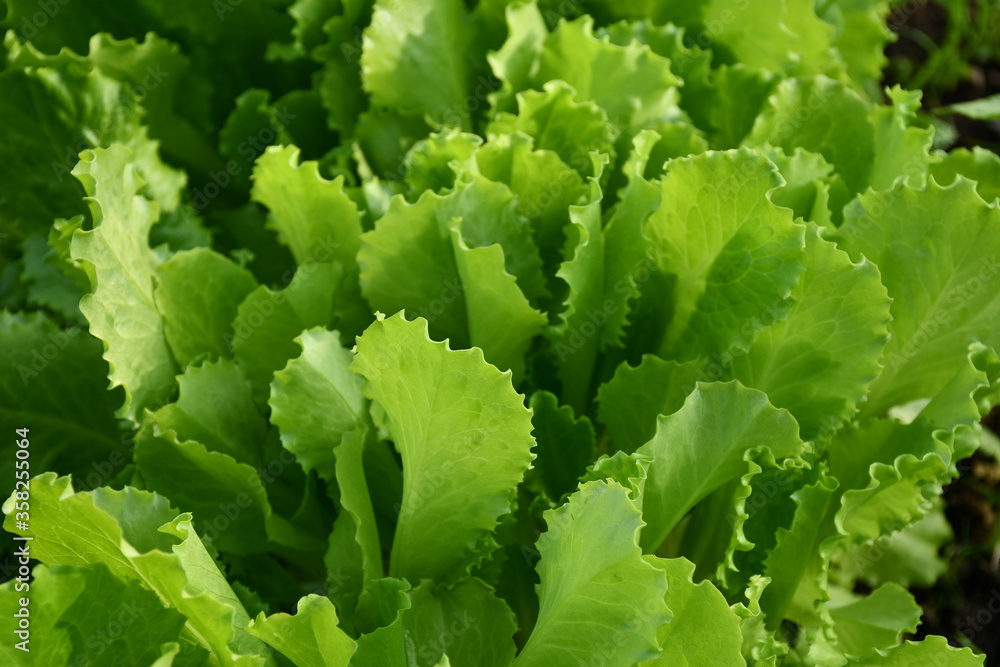 Green large whole lettuce leaves close-up Green large whole lettuce leaves close-up