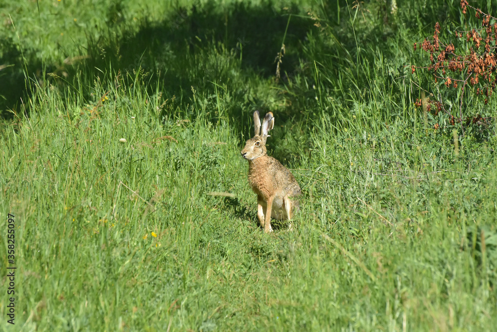 Wild cute rabbit on meadow. Big wild bunny in grass
Wild cute rabbit on meadow. Big wild bunny in grass