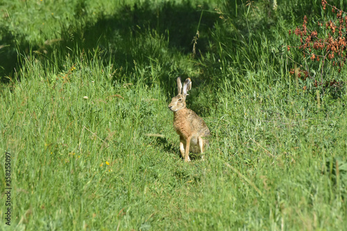 Wild cute rabbit on meadow. Big wild bunny in grass 