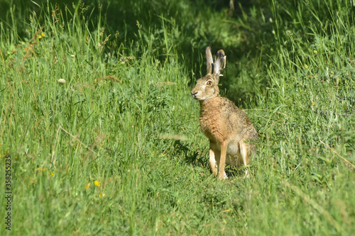 Fototapeta Naklejka Na Ścianę i Meble -  Wild cute rabbit on meadow. Big wild bunny in grass
