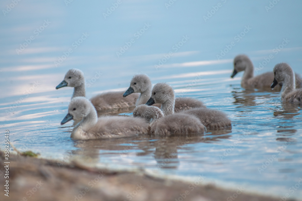 Fototapeta premium little swans swim in the lake