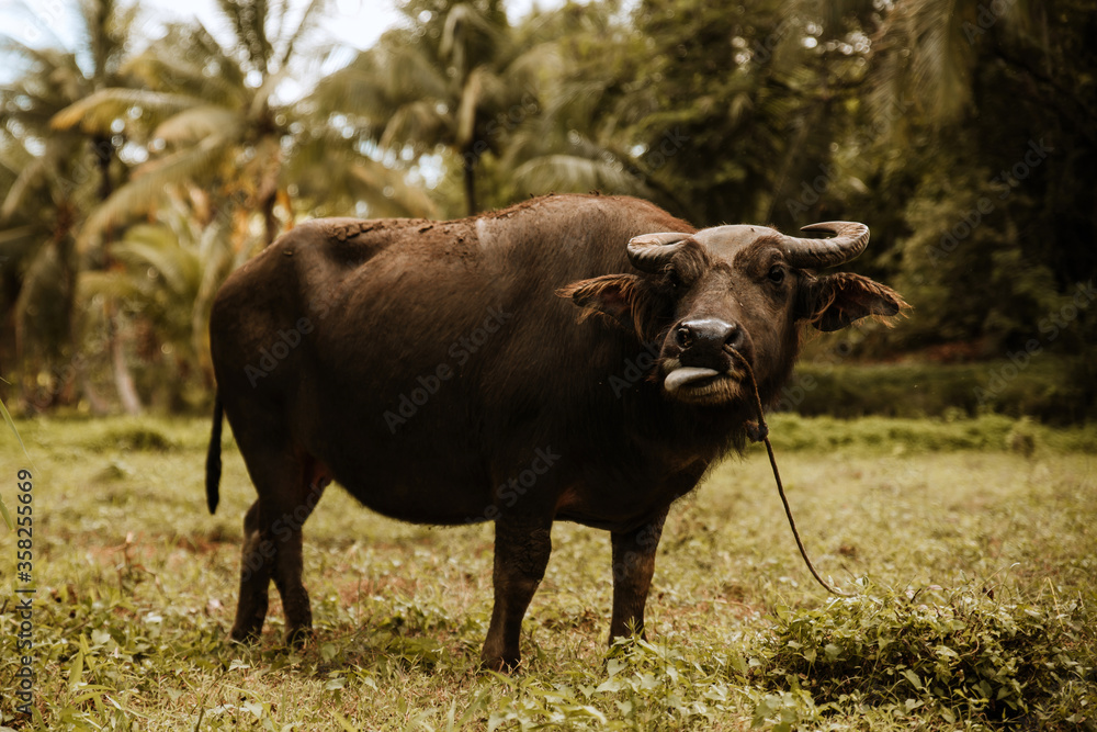 an asian buffalo in the vegetation of the bohol forest in the philippines an asian buffalo in the vegetation of the bohol forest in the philippines