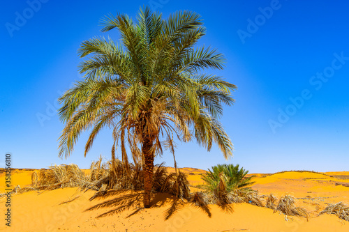 Palms in the oaisis of the Sahara Desert , Africa