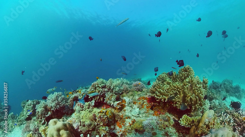 Sealife, Diving near a coral reef. Beautiful colorful tropical fish on the lively coral reefs underwater. Panglao, Bohol, Philippines.