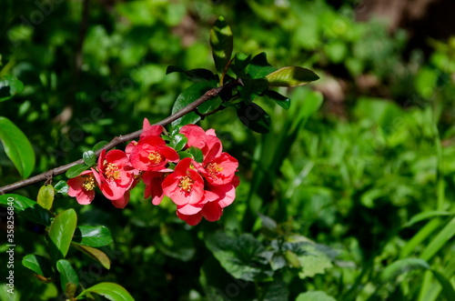 Wallpaper Mural Japanese quince or Chaenomeles speciosa branch - blossoming in springtime, Sofia, Bulgaria     Torontodigital.ca