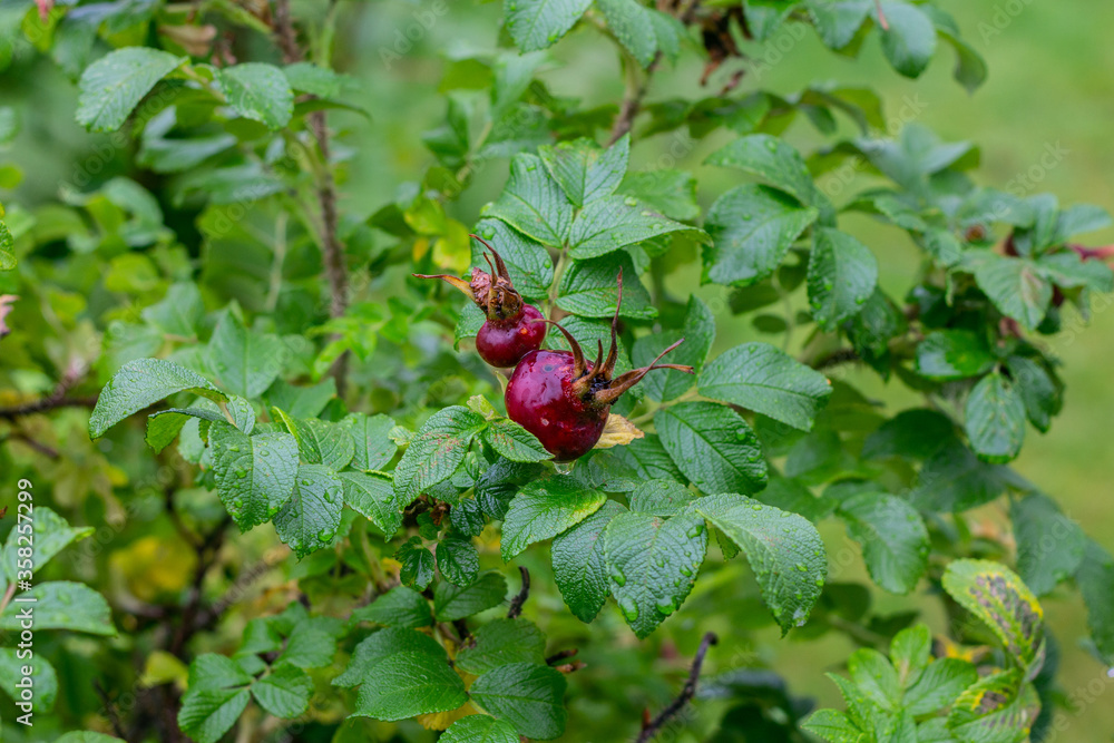 Berries of a dog-rose on a bush. Berries of a dog-rose on a bush.