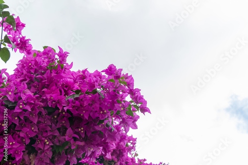 Foto Purple bougainvillea flower in a beautiful botanic garden.