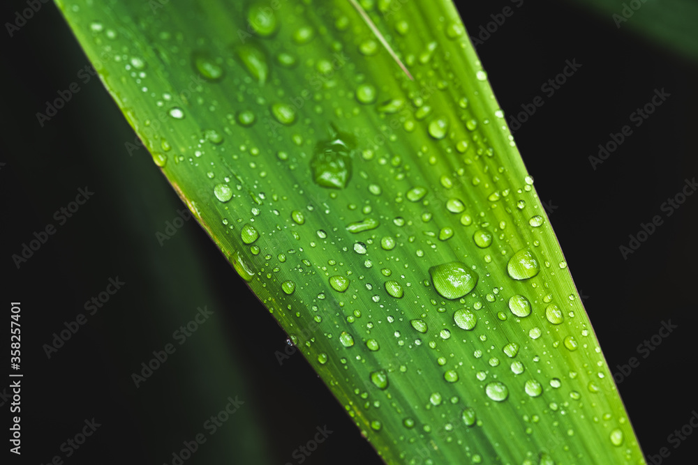 Water droplets on the leaves Green rainy season raindrop. Water droplets on the leaves Green rainy season raindrop.