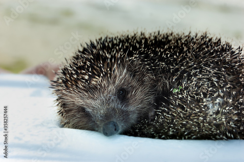 hedgehog lying on a white background