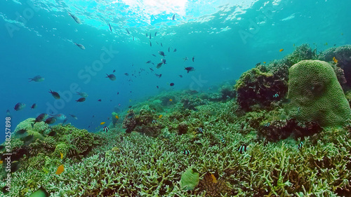 Beautiful underwater landscape with tropical fishes and corals. Life coral reef. Panglao, Bohol, Philippines. Philippines.