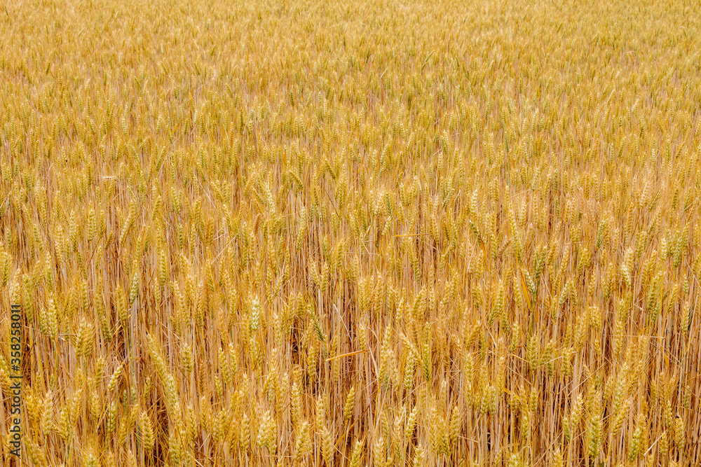 Fototapeta premium Field with golden ears of cereal. Wheat plants. Tricicum. Province of Leon, Spain.