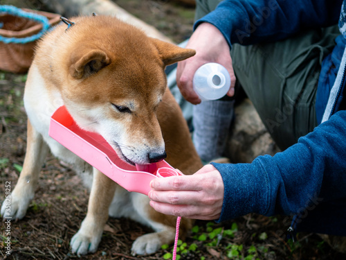 фотографія Young red sesame shiba inu drinking water from a drinking bowl
