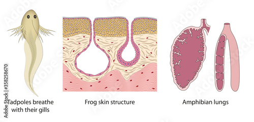 The respiratory system change from tadpoles to adult frogs. Amphibian lungs, Frog skin structure, Tadpoles gills