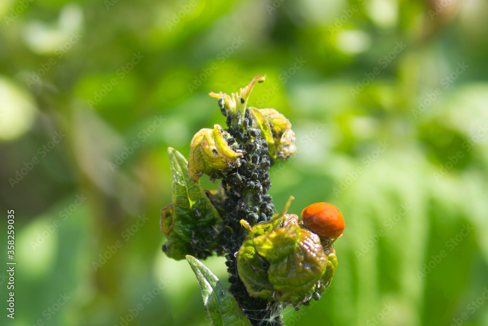 Viburnum leaves damaged by aphid (Aphis viburni) colonies and red