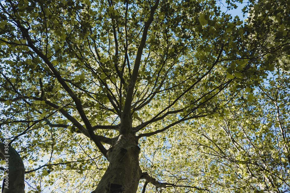 View into the branches of a deciduous tree View into the branches of a deciduous tree