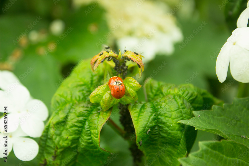 Viburnum leaves damaged by aphid (Aphis viburni) colonies. Viburnum