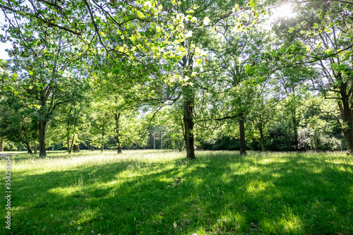 Sunny meadows with deciduous trees