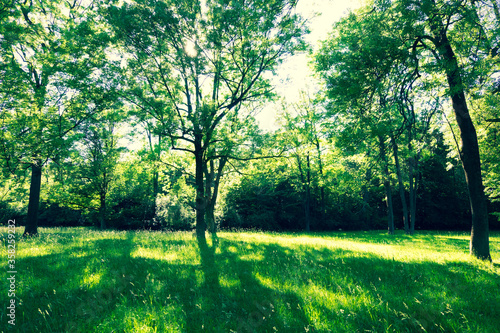 Fototapeta Naklejka Na Ścianę i Meble -  Sunny meadows with deciduous trees