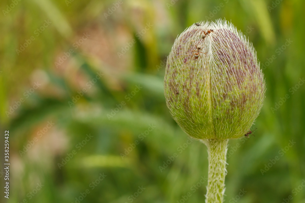 Close-up of bud of poppy flower in the garden. Close-up of bud of poppy flower in the garden.