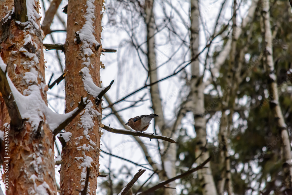 Forest birds live near the feeders in winter