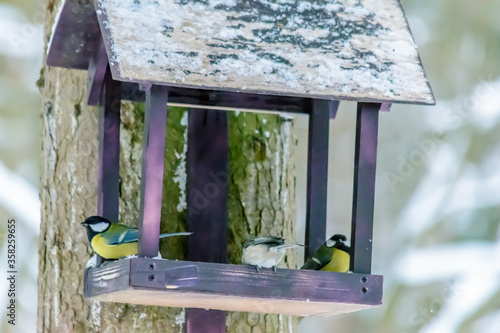 Forest birds live near the feeders in winter