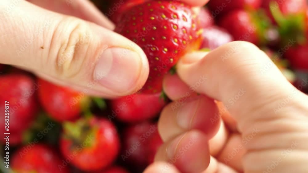 showing how to remove strawberries strawberry stem, stems root showing how to remove strawberries strawberry stem, stems root