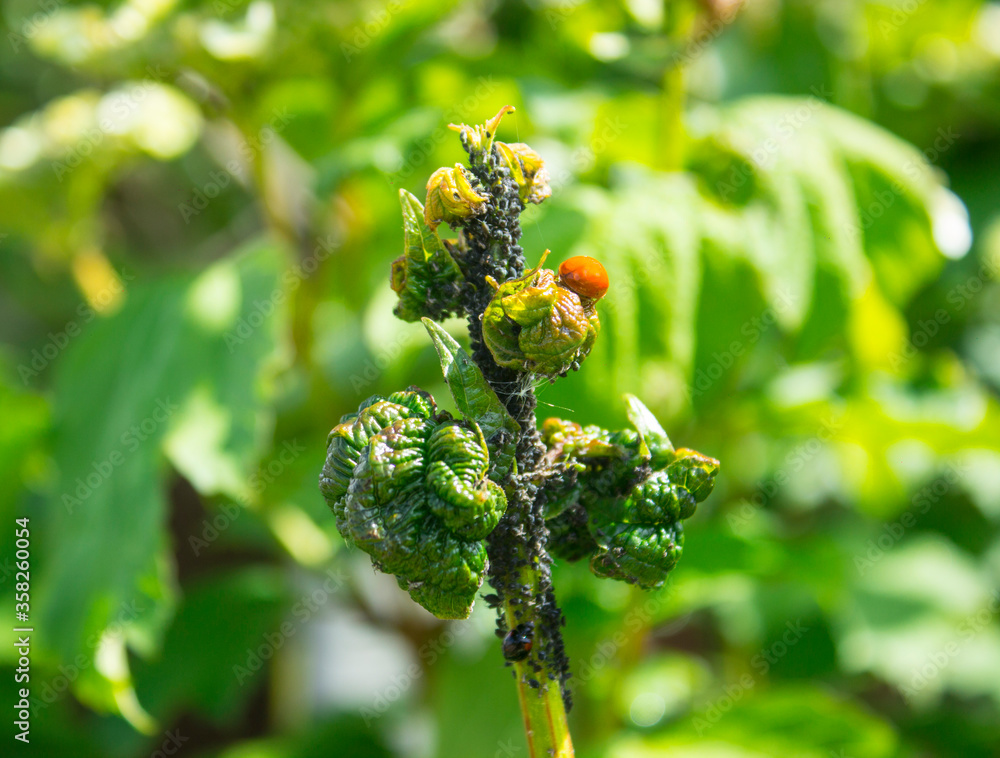 Viburnum leaves damaged by aphid (Aphis viburni) colonies and red