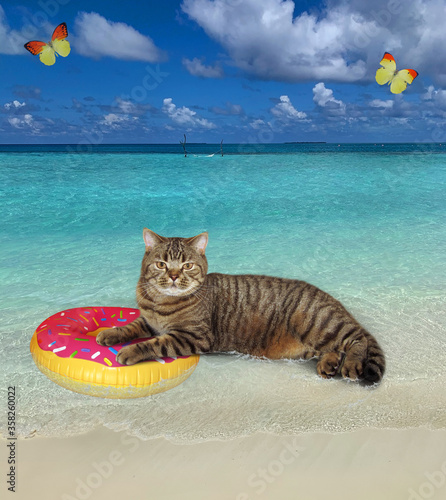 The beige cat is resting on an inflatable donut circle in the tropical beach of the maldives. Butterflies fly next to him.