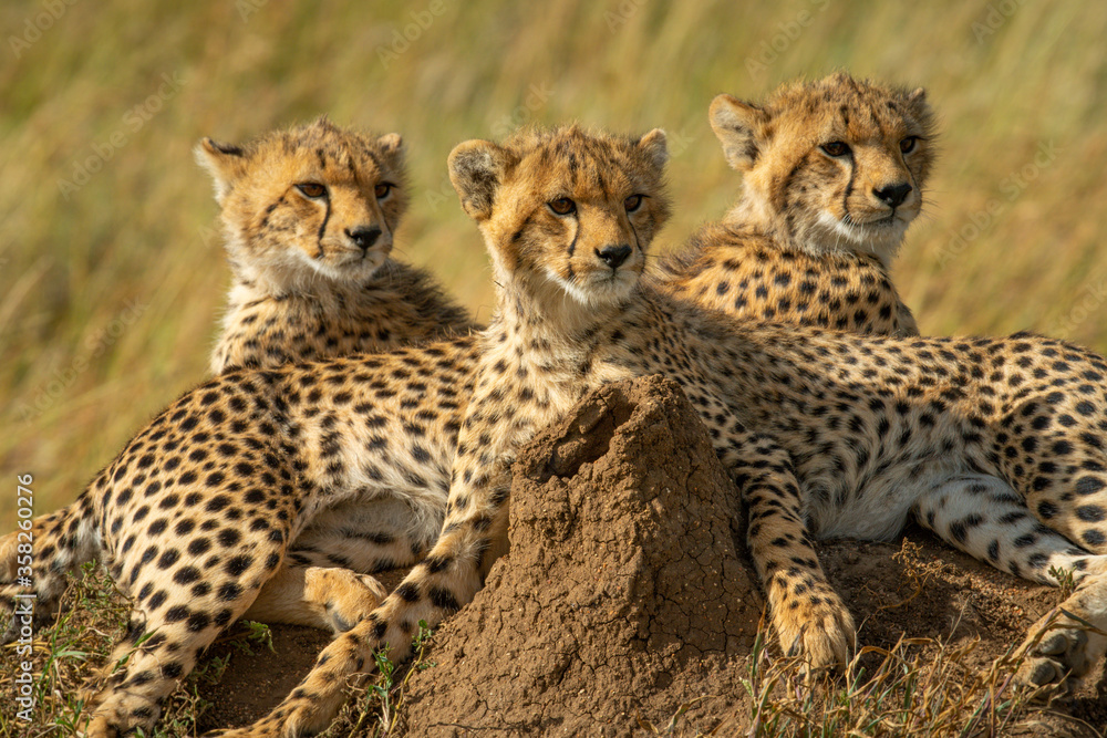 Close-up of three cheetah cubs on mound Close-up of three cheetah cubs on mound