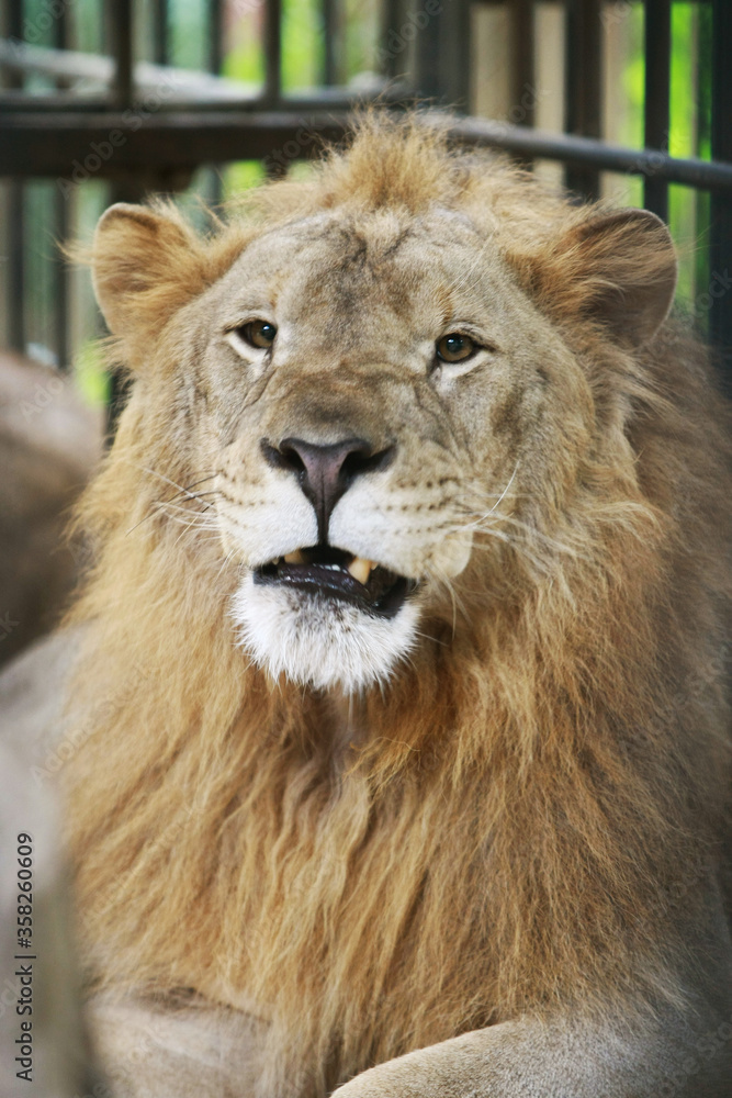 Obraz premium Lion in cages at the zoo , close up face