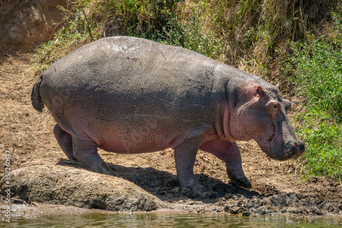 Hippo walks along muddy riverbank in sun