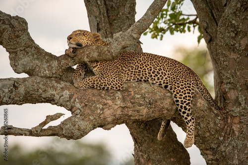 Photography Leopard lies asleep resting head on branch