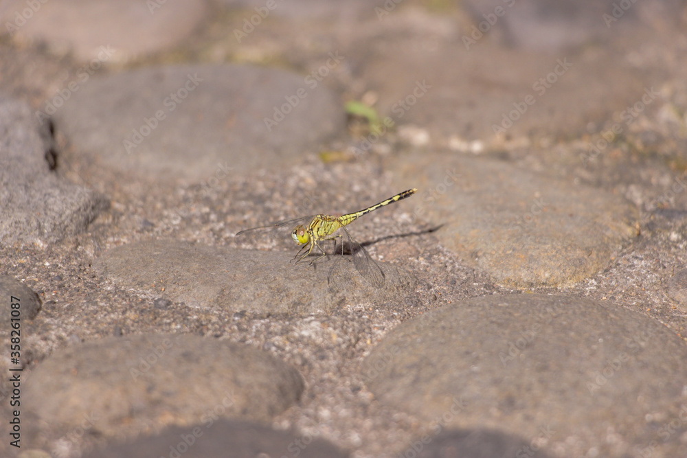 A small green Dragonfly laying down in a rock